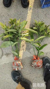 高度60厘米洒金珊瑚