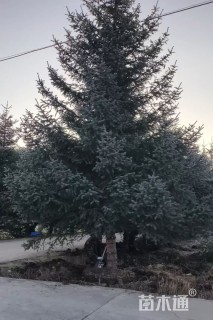 高度750厘米云杉