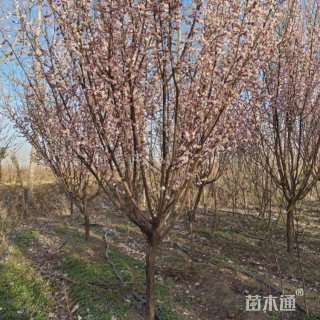 5公分宫粉梅