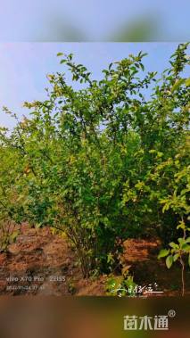 高度450厘米贴梗海棠