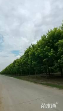 20公分金叶复叶槭