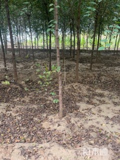 3公分榆树
