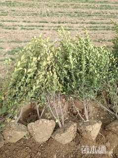 高度200厘米冬青球