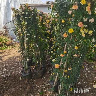 30厘米藤本月季