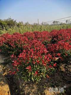 冠幅100厘米红叶石楠球