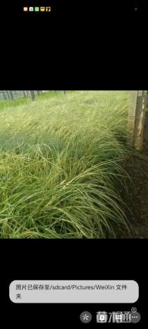 高度30厘米金叶苔草