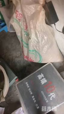 榉树种子
