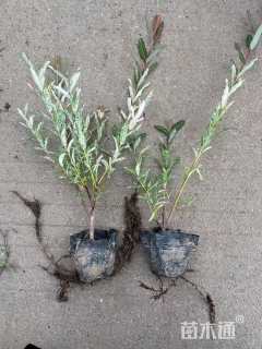 高度30厘米杞柳