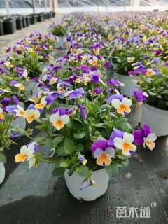 高度20厘米角堇