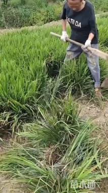 高度35厘米吉祥草