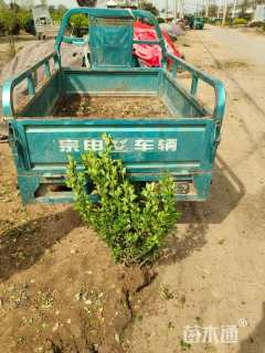 冠幅40厘米卫矛球