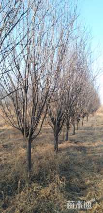10公分紫叶李