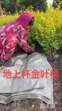 70公分金叶榆