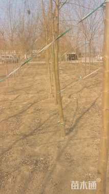 13公分金丝垂柳