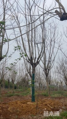 15公分蓝花楹