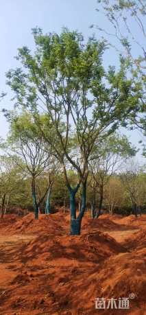 40公分多杆朴树