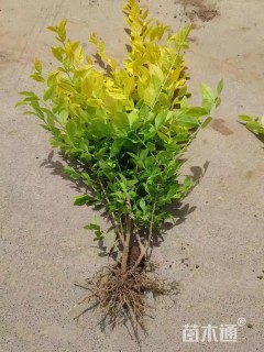 高度35厘米金叶女贞