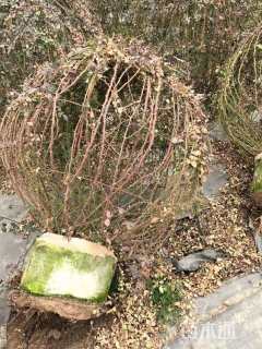 冠幅80厘米月季花球