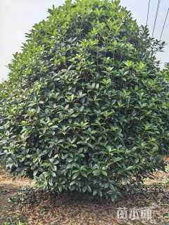 20公分桂花