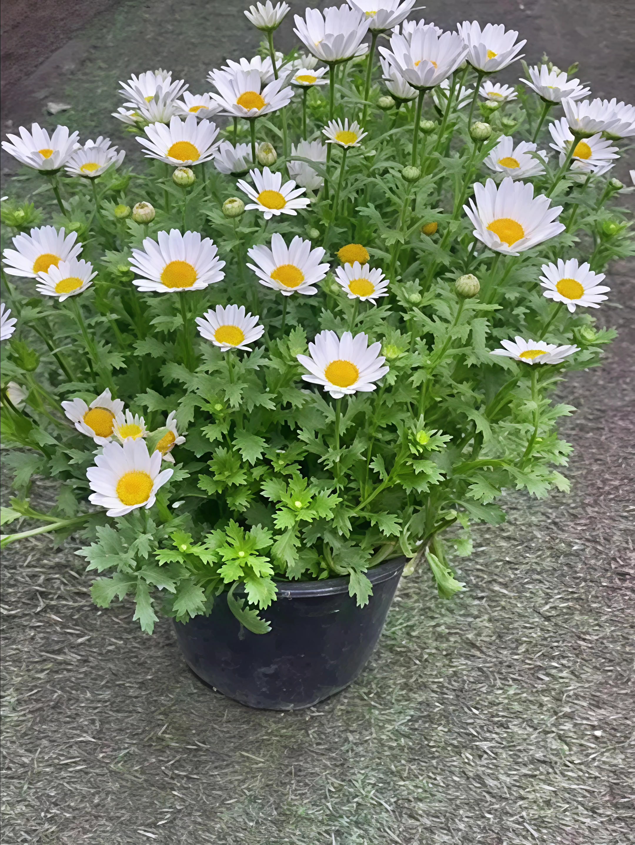 高度30厘米白晶菊