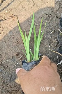 高度20厘米菖蒲