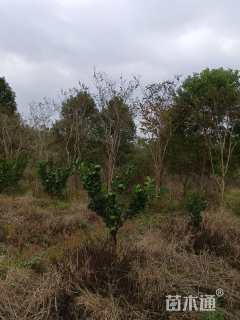 高度700厘米红花紫薇