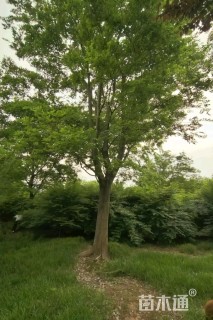 35公分朴树