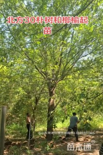30公分朴树