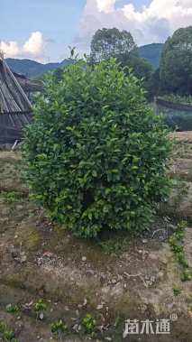 冠幅150厘米含笑球