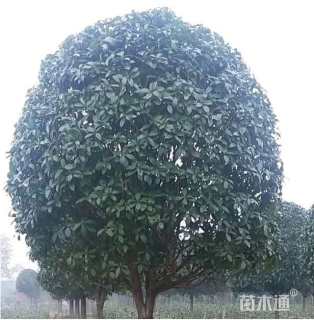 8公分桂花