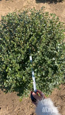 冠幅60厘米小叶女贞球