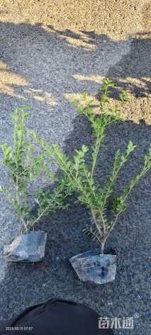 高度30厘米龟甲冬青