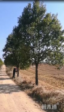 20公分香樟
