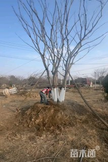 12公分丛生朴树