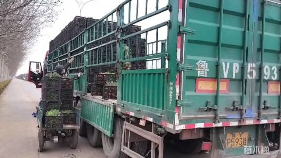 高度17厘米石竹