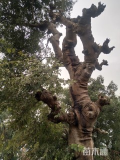 100公分多杆朴树