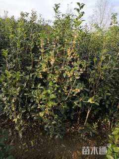 3公分桂花