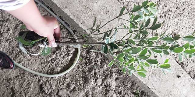 高度70厘米金边黄杨