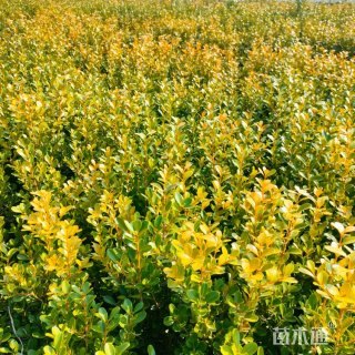 高度40厘米金心黄杨