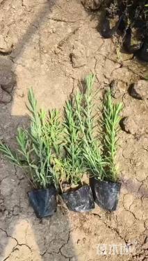 高度20厘米薰衣草