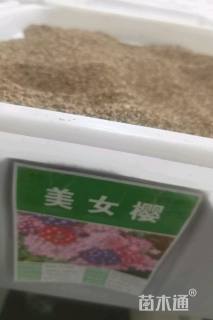 美女樱种子