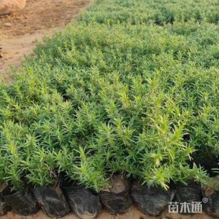 高度15厘米福禄考