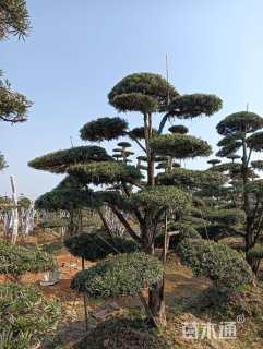 移栽苗造型罗汉松