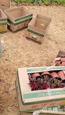 高度25厘米一支笔