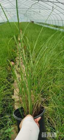 高度50厘米细叶芒