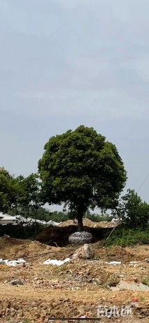 20公分桂花