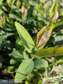 高度30厘米金丝梅