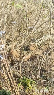 高度120厘米丛生金银木