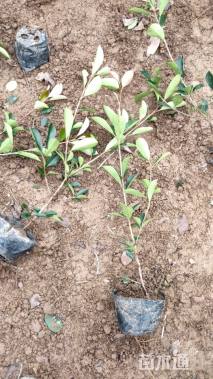 0.5公分红叶石楠