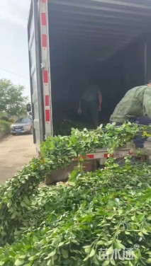 高度200厘米北海道黄杨